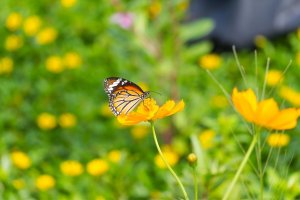 Butterfly Butterfly