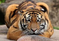Dreamworld Australia Tiger Island2 Jpg