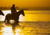Magic Millions V2