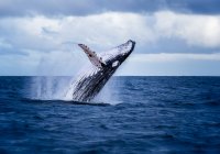 Whale Watching