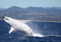 Whales In Paradise