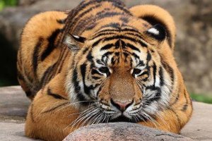 Dreamworld Australia Tiger Island2 Jpg Dreamworld Australia Tiger Island2 Jpg
